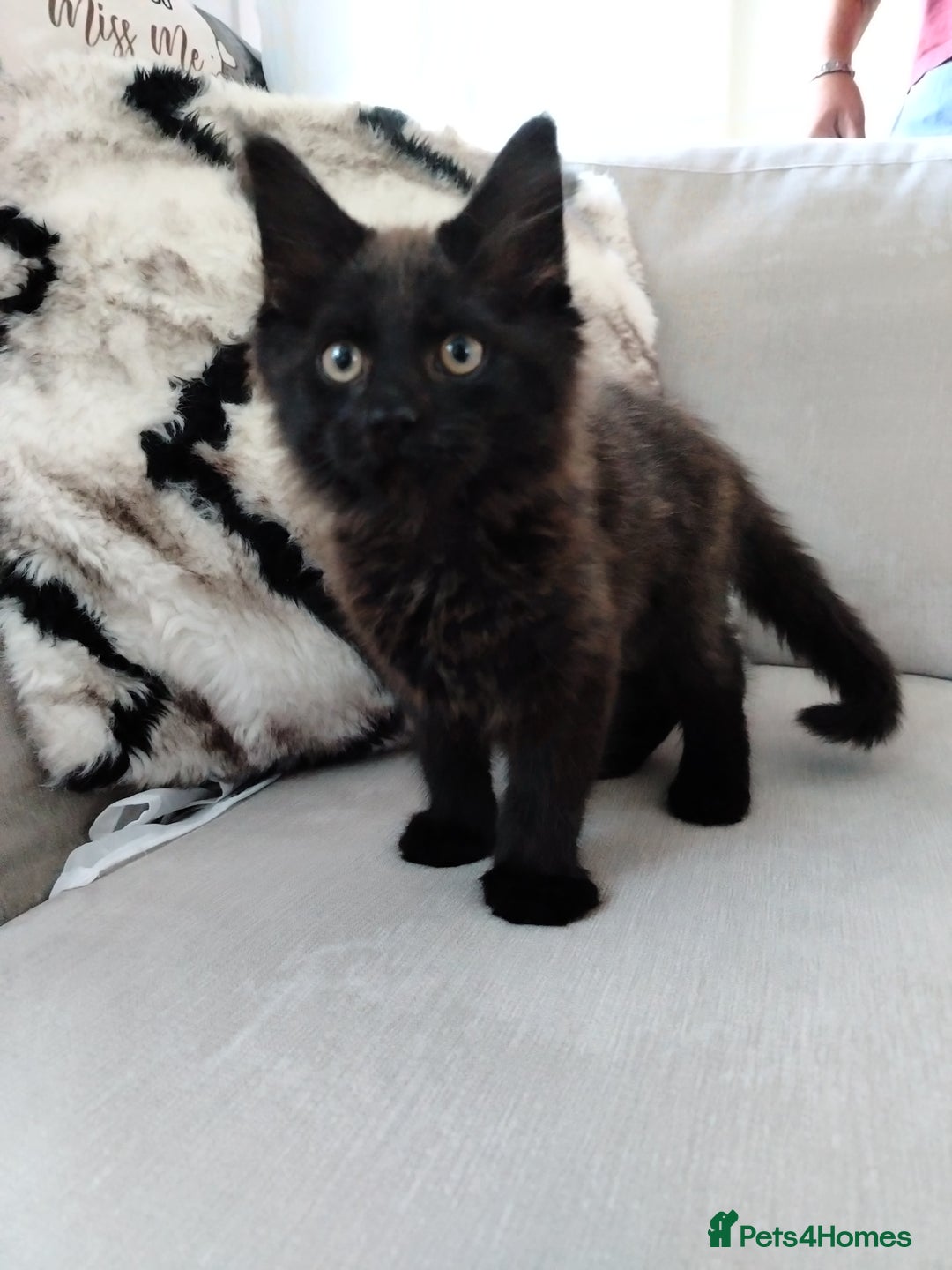 Mixed Breed cats for sale: Kittens 11 weeks - Image 3