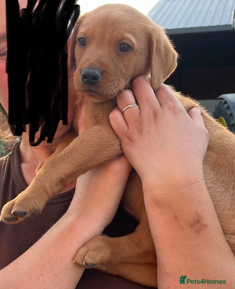 Labrador Retriever dogs 8 beautiful labradors for sale.  - Advert 1