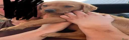 Labrador Retriever dogs for sale: READY TO GONOW 8beautiful labrador kchealthcheaked - Advert 10