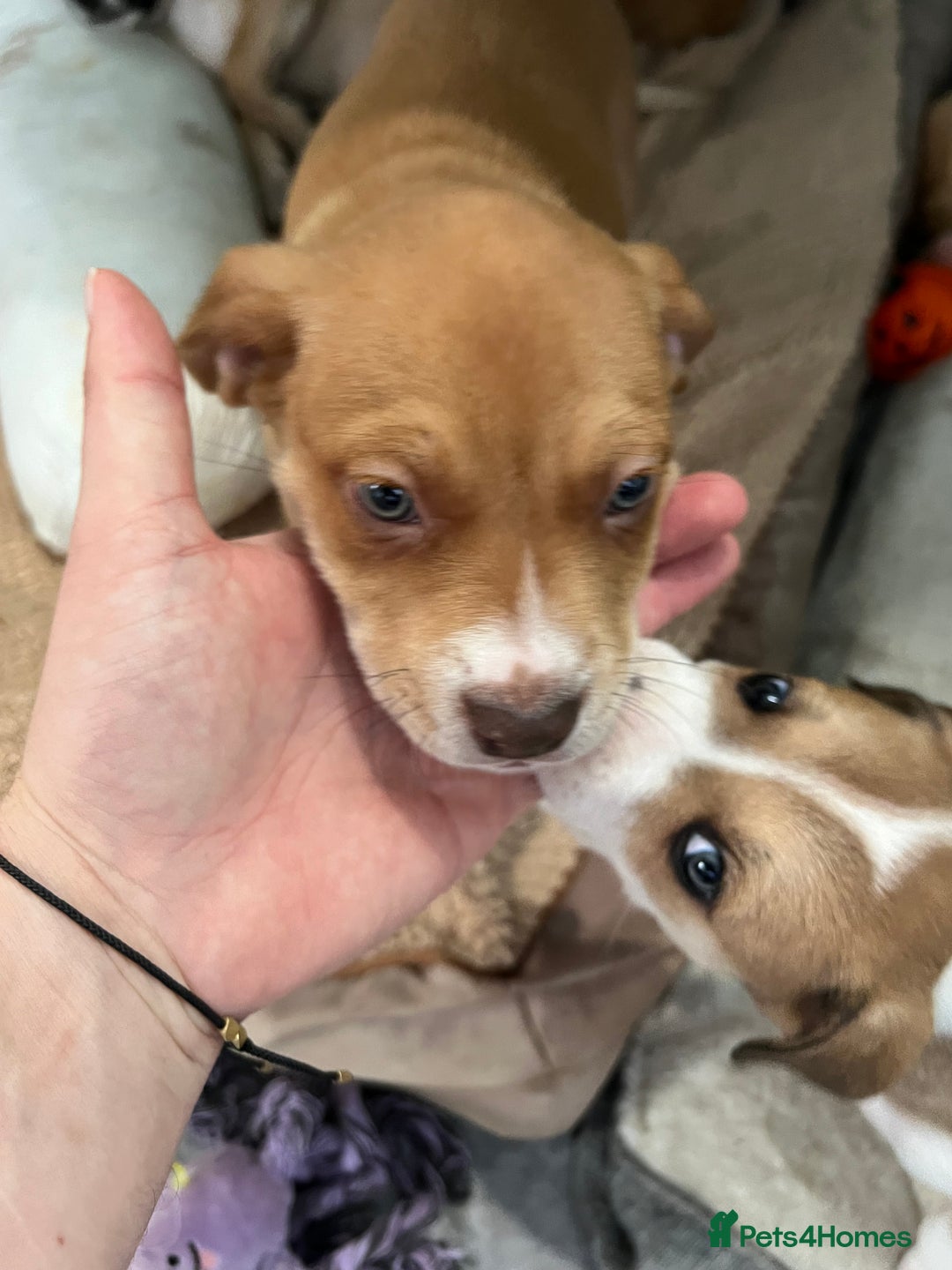 Mixed Breed dogs for sale: Staffy x Australian Kelpie  - Image 29