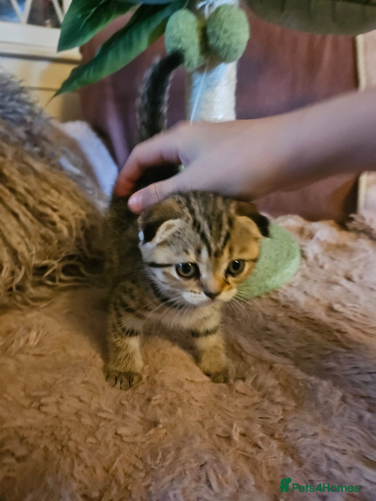 British Shorthair cats for sale: BRITISH SHORTHAIR X SCOTTISH FOLD - Advert 15