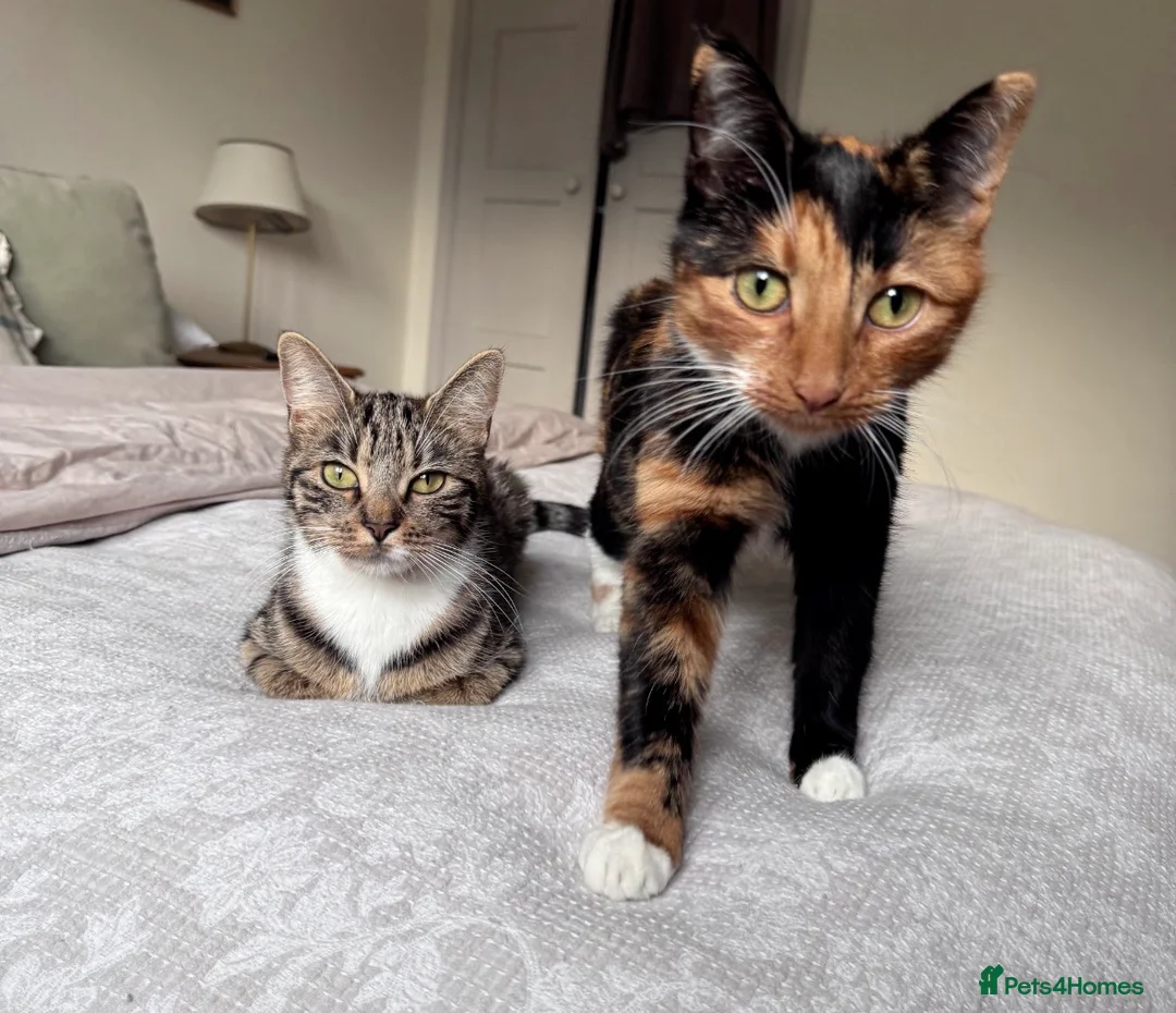 Domestic Shorthair cats for sale: Two bonded sisters for rehoming  in Beaconsfield - Advert 1