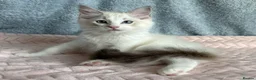 Ragdoll cats for sale: Beautiful Tica Register Kittens Ragdoll - Advert 10