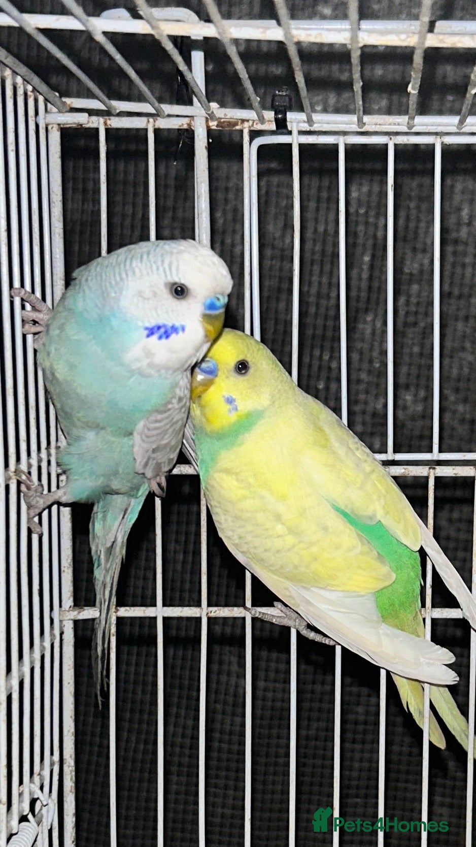 Budgerigars birds Two adult male budgies  - Advert 21