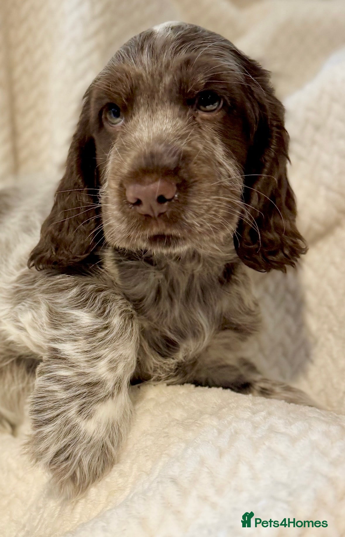 Cocker Spaniel dogs MoonTarka One Exceptional Boy English Show Cocker - Advert 14