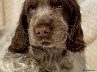 Cocker Spaniel dogs MoonTarka One Exceptional Boy English Show Cocker - Advert 10
