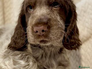 Cocker Spaniel dogs Show potential One Exceptional chocolate Roan Boy - Advert 5