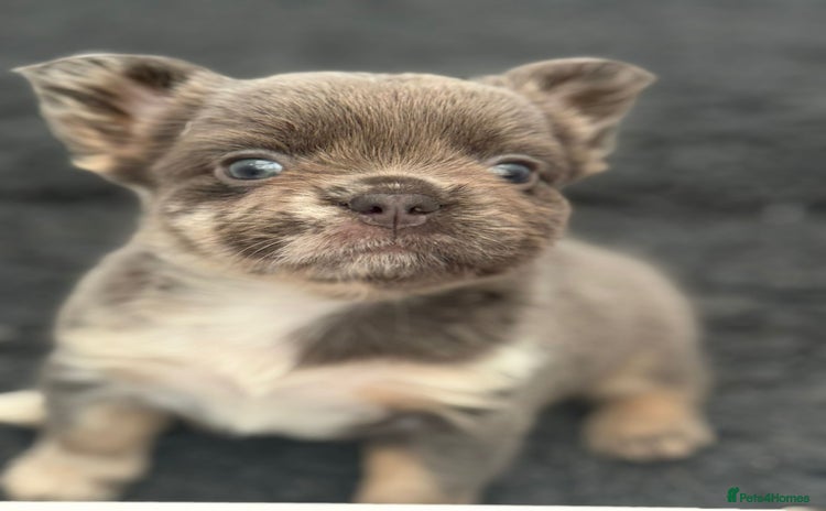 French Bulldog dogs - Advert 4
