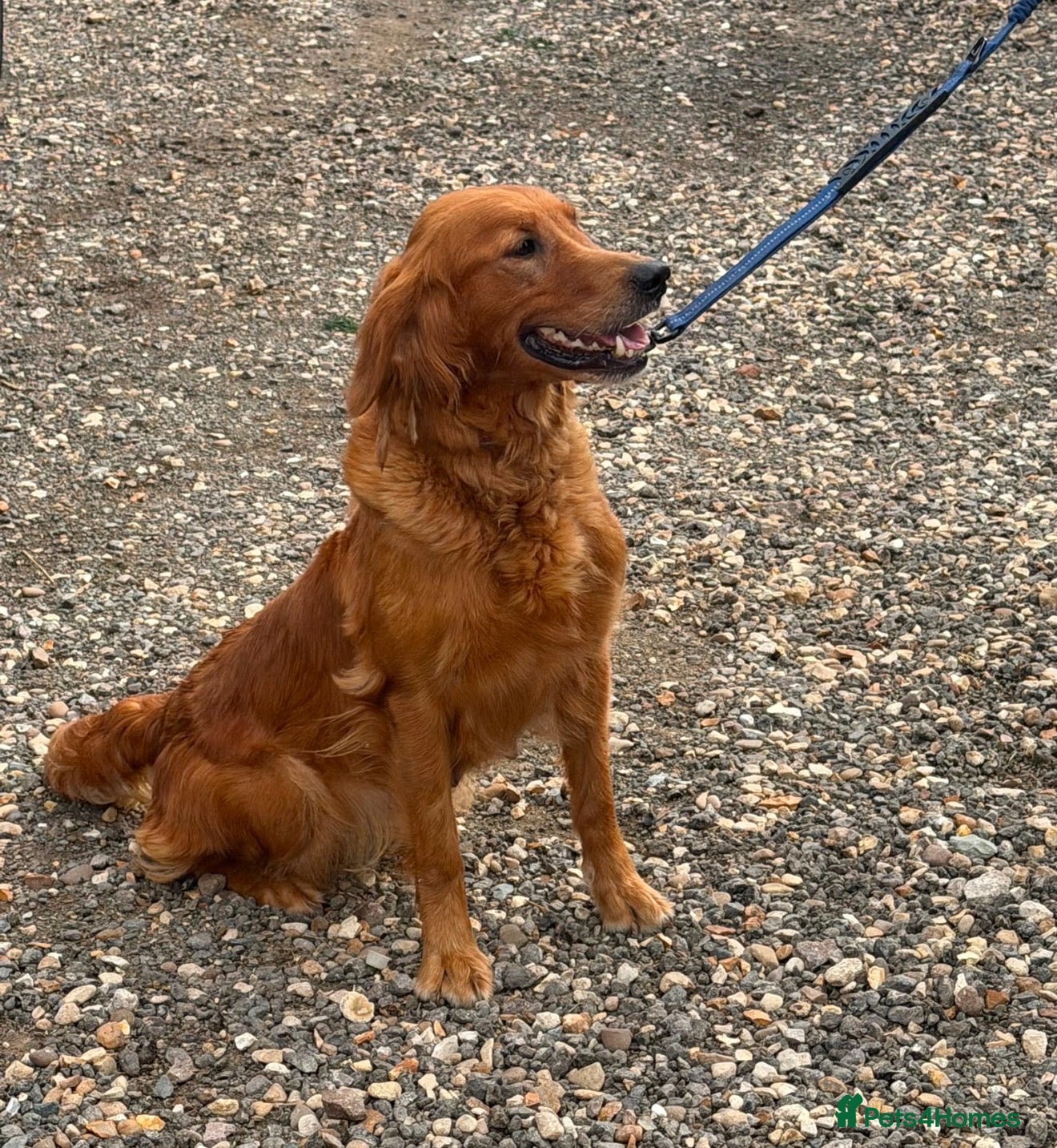 Golden Retriever dogs KC Registered Red Golden retriever  - Advert 1