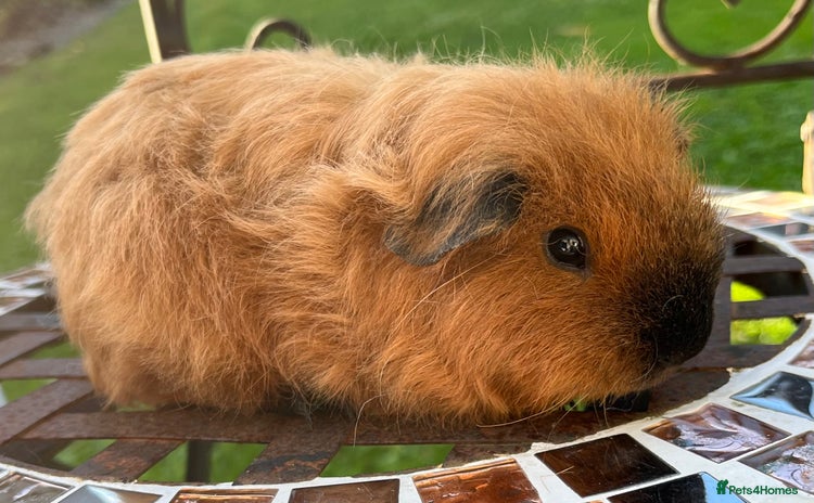 Guinea Pig rodents - Advert 7