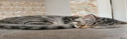 Domestic Shorthair cats for sale: Kittens in Grimsby - Advert 10