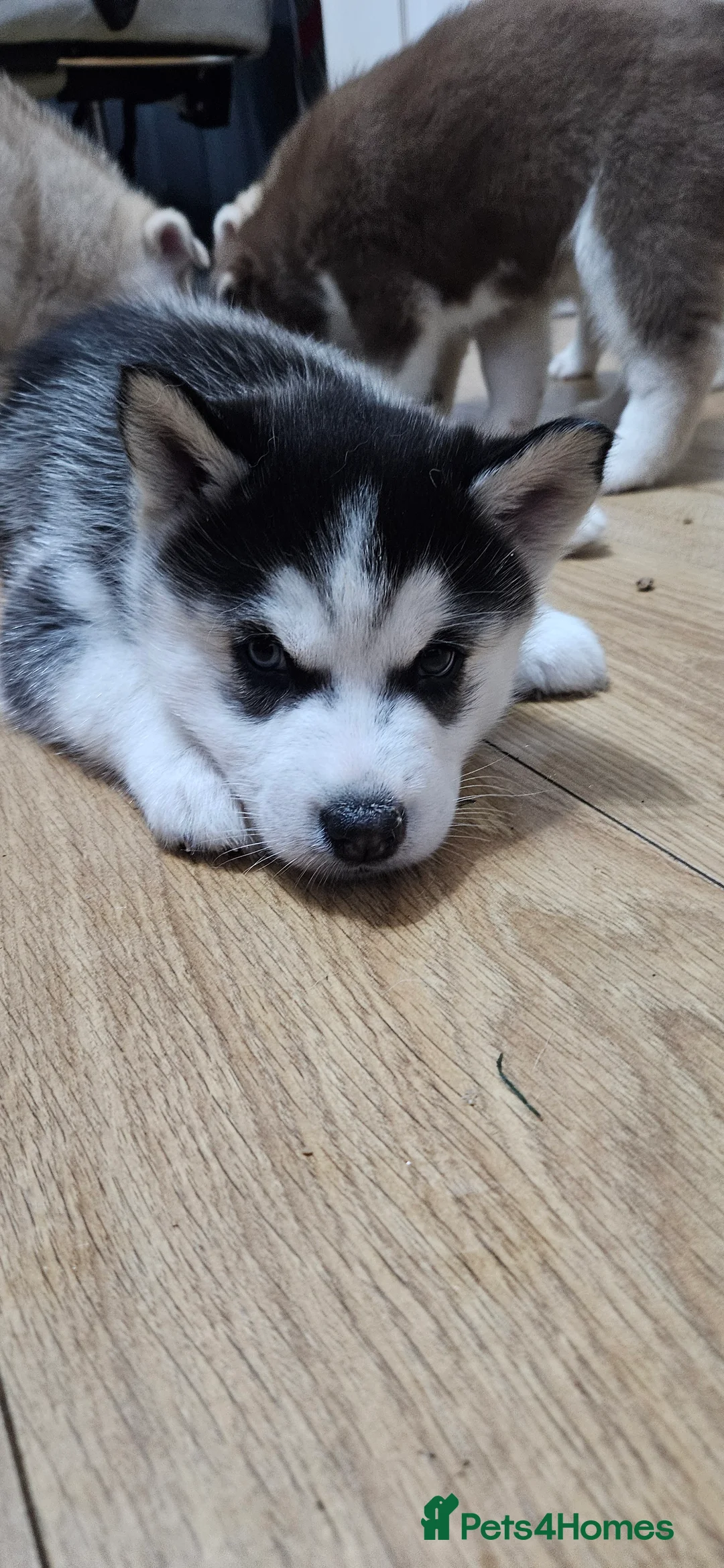 Siberian Husky dogs for sale: 2 Beautiful Husky Pups for responsible homes only - Advert 2