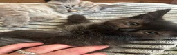 Mixed Breed cats for sale: Blue x Siberian Two Boy kittys - Advert 11