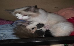 Ragdoll cats for sale: Ragdoll mix - Image 4