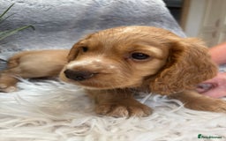 Cocker Spaniel dogs for sale: Outstandingly bred stunning worker cocker spaniels - Image 18