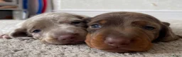 Miniature Dachshund dogs for sale: Beautiful Dapple Miniature Dachshund - Ready 25/07 - Advert 5