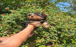 Yorkshire Terrier dogs for sale: Beautiful Yorkshire terrier  - Image 2