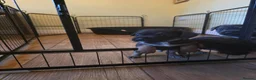 Border Terrier dogs for sale: Border terrier puppies  - Advert 10