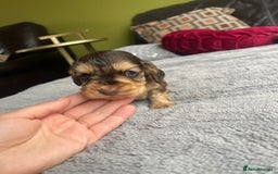 Cocker Spaniel dogs for sale: KC Show Cockers - 1 Girl , 3 Boys remaining! - Image 13