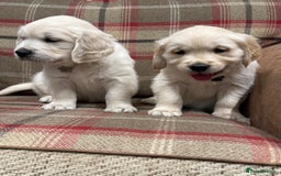 Golden Retriever dogs for sale: 🐶 Gorgeous Chunky Golden Retriever Puppies 🐶 - Advert 8