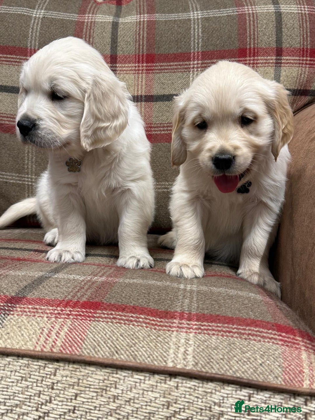 Golden Retriever dogs for sale: 🐶 Gorgeous Chunky Golden Retriever Puppies 🐶 - Advert 8