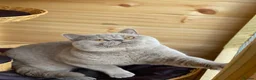 British Shorthair cats for sale: 🐾 Beautiful British Shorthair Kittens 🐾 - Advert 2