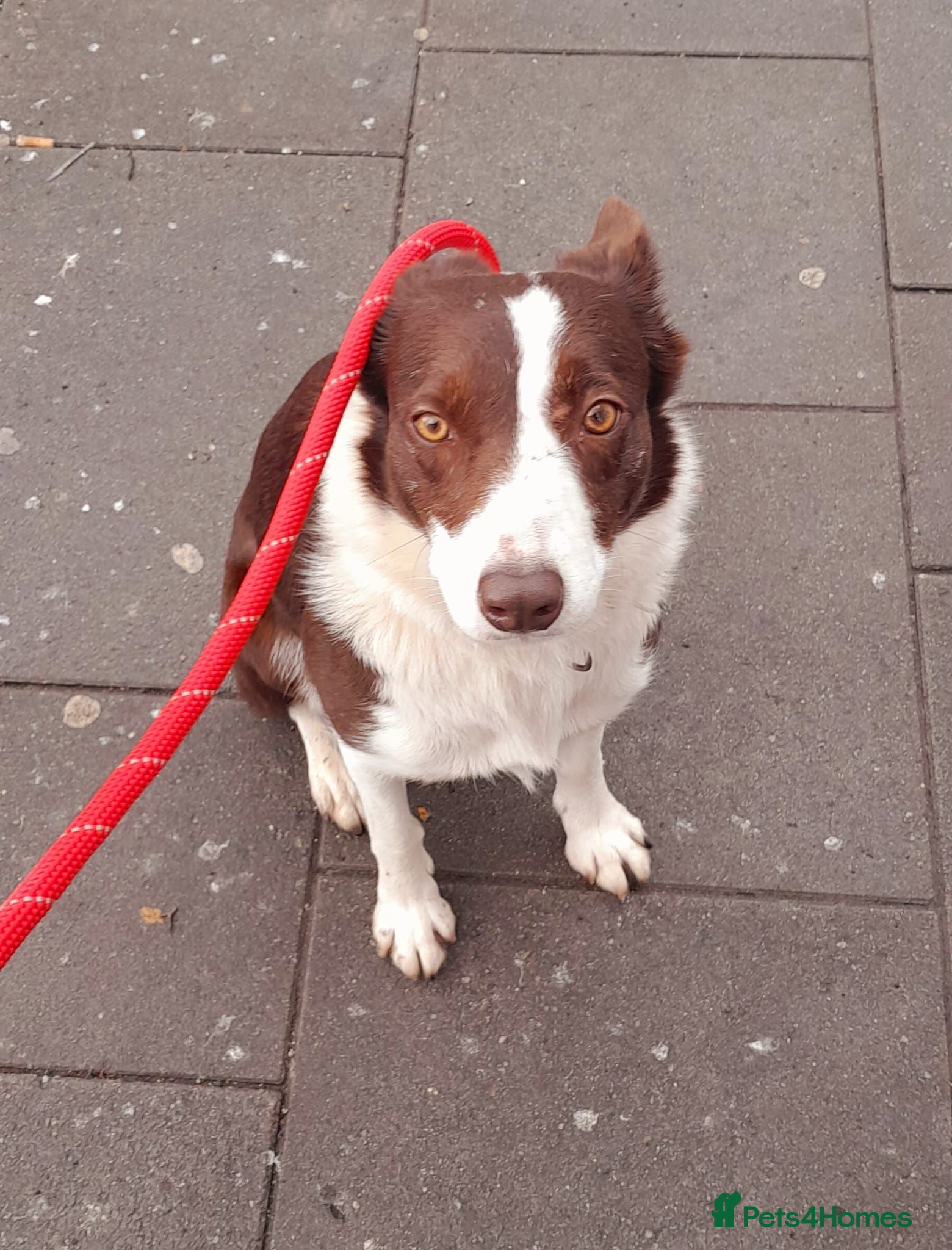 Border Collie dogs Stunning 5 month old red and white border collie - Advert 2
