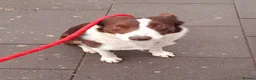 Border Collie dogs for sale: Stunning 5 month old red and white border collie - Advert 2