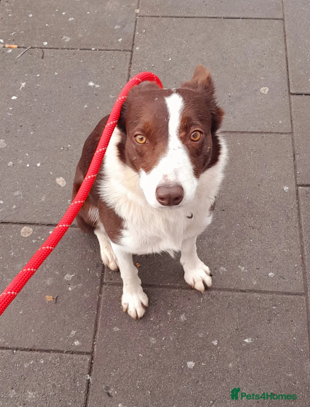 Border Collie dogs for sale: Stunning 5 month old red and white border collie - Advert 2