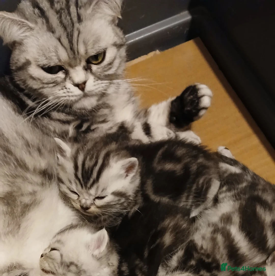 British Shorthair cats for sale: Bsh. Tabby kitten girl. - Advert 4