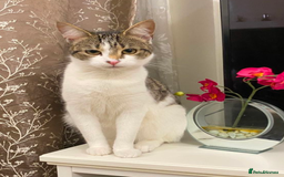 Domestic Shorthair cats for sale: Caring, Friendly 1-Year-old cat- Ready to Rehome - Image 1