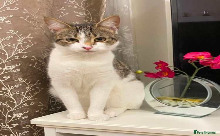 Domestic Shorthair cats - Advert 1