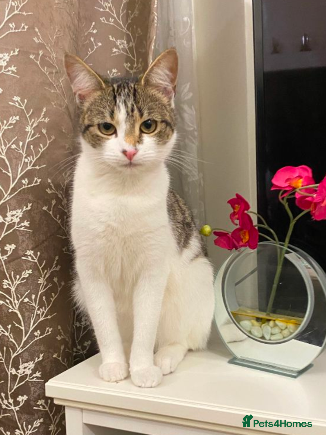 Domestic Shorthair cats for sale: Caring, Friendly 1-Year-old cat- Ready to Rehome - Image 1