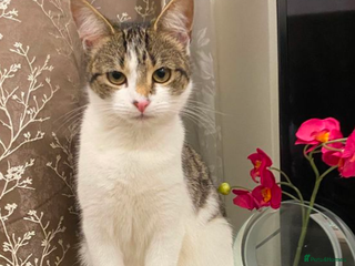 Domestic Shorthair cats - Advert 2