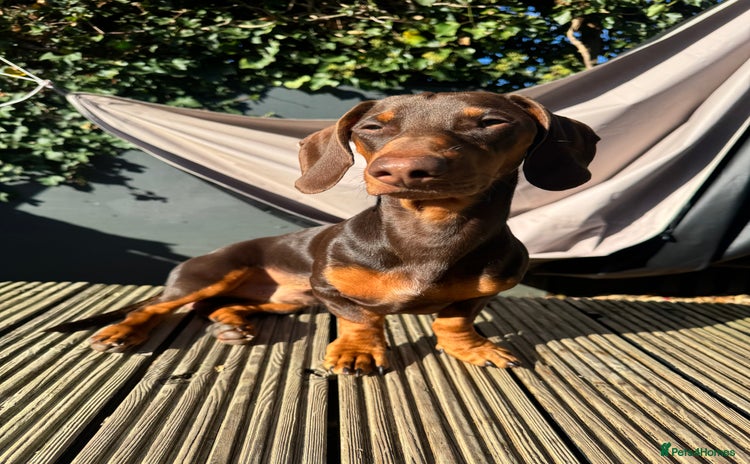 Miniature Dachshund dogs - Advert 6