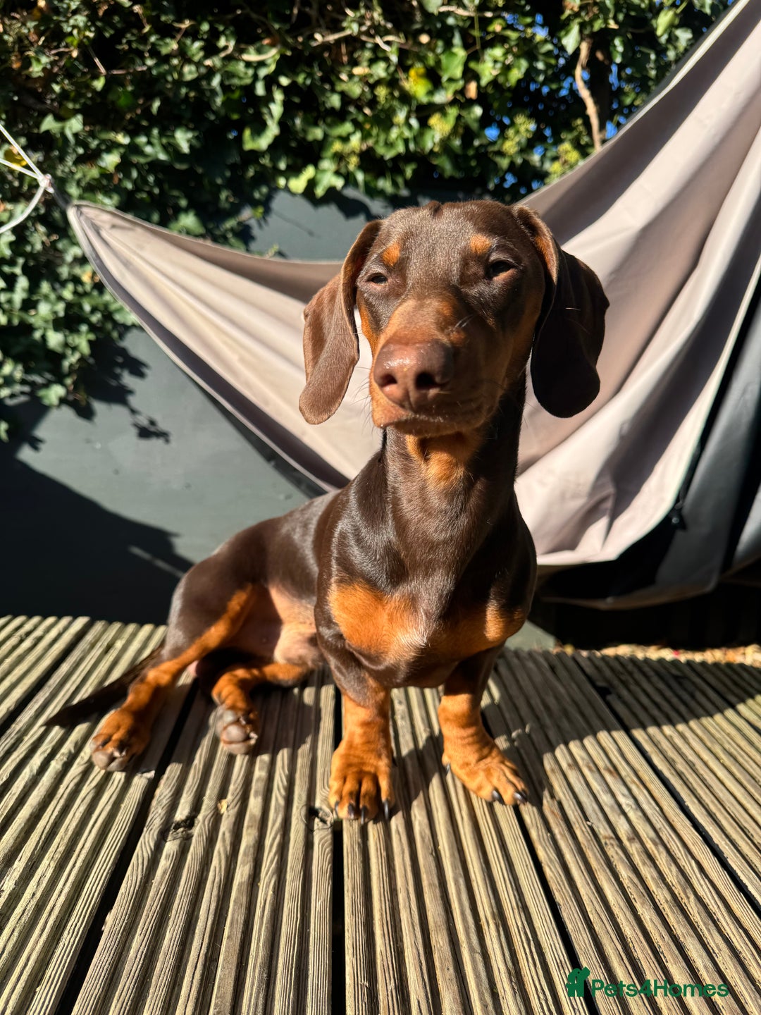 Miniature Dachshund dogs for stud: My Beautiful Bear up for stud! - Image 1