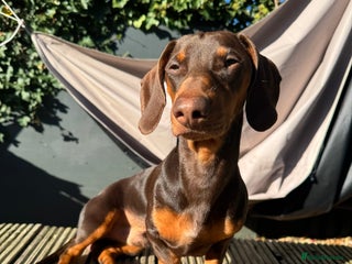 Miniature Dachshund dogs - Advert 18