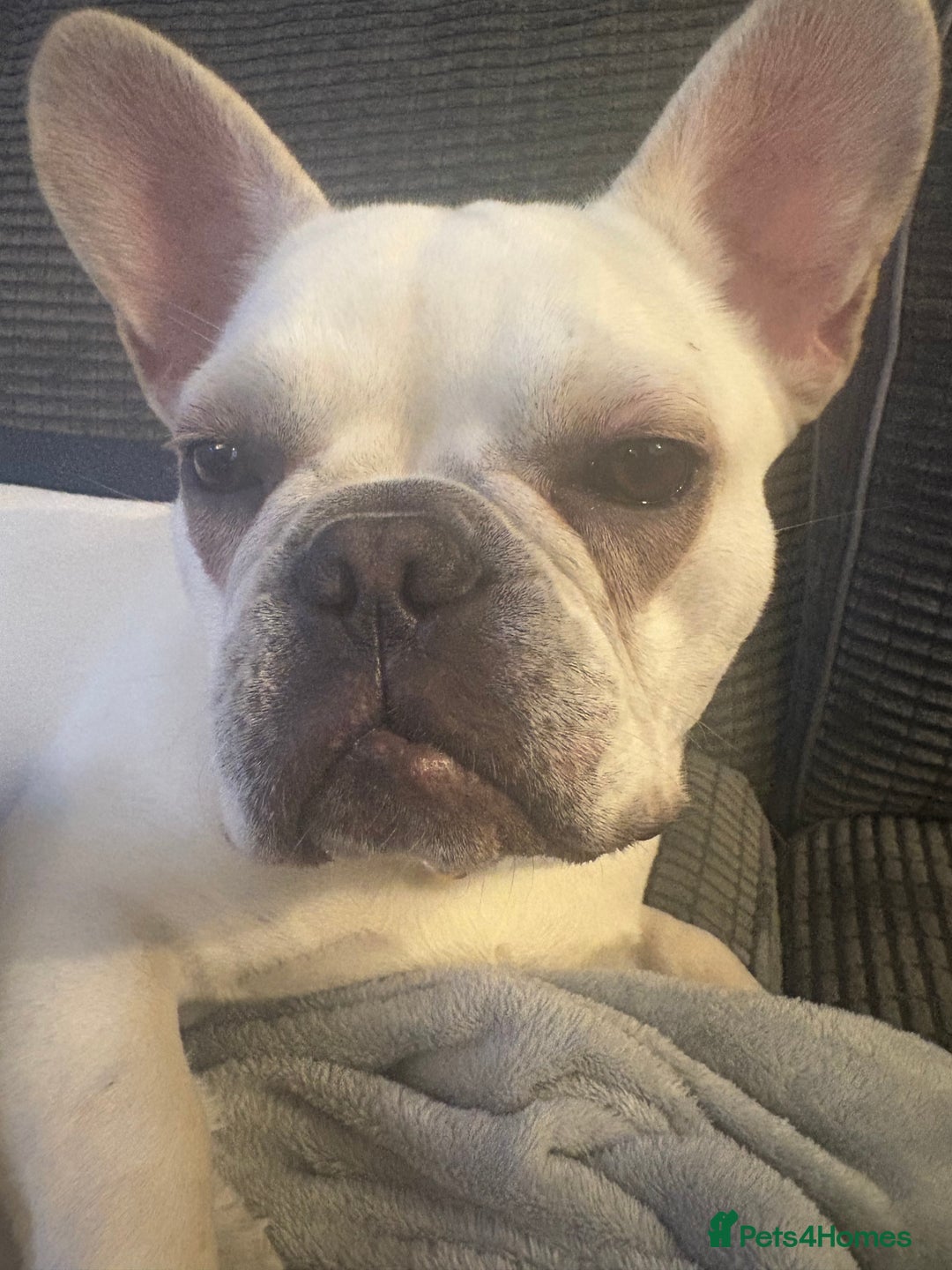 French Bulldog dogs for sale: Female French bulldog  - Image 2