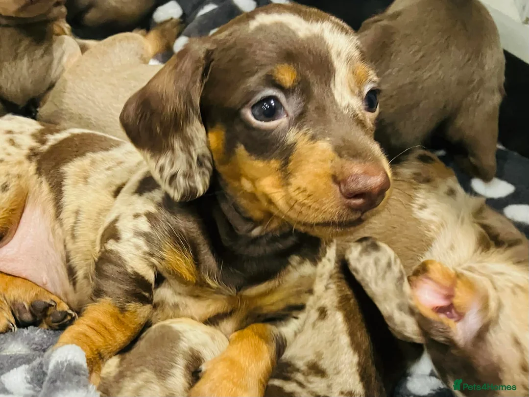 Miniature Dachshund dogs for sale: PRA Cord 1, DM, OI Clear Miniature Dachshund Pups - Advert 1