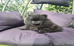 Pomeranian dogs for sale: BLACK ** POMERANIAN PUPPIES FOR SALE - Image 1