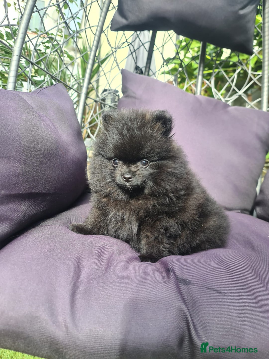 Pomeranian dogs for sale: BLACK ** POMERANIAN PUPPIES FOR SALE - Image 1