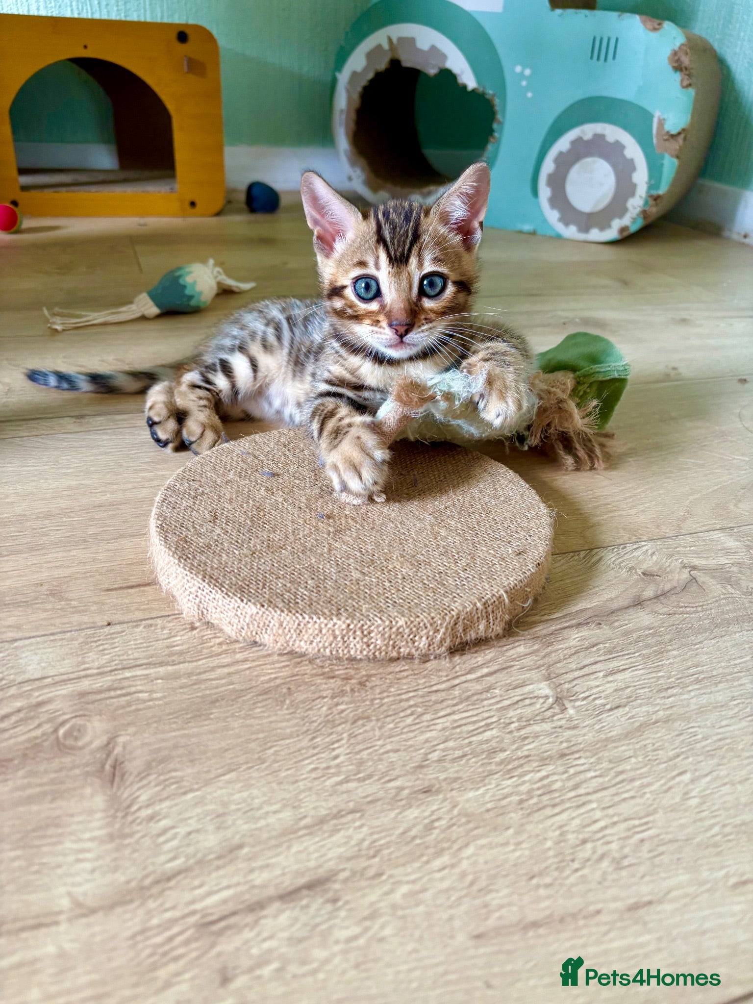 Bengal cats 🩵ONLY ONE BENGAL KITTEN LEFT!🩵 - Advert 2
