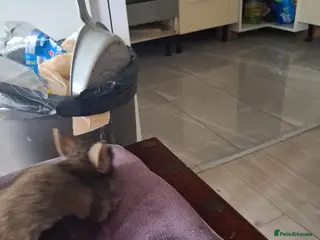 Lionhead rabbits 🐰 Beautiful Lionhead Rabbits for Sale 🐰 - Advert 2