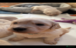 Golden Retriever dogs for sale: Golden retriever puppies  - Image 22