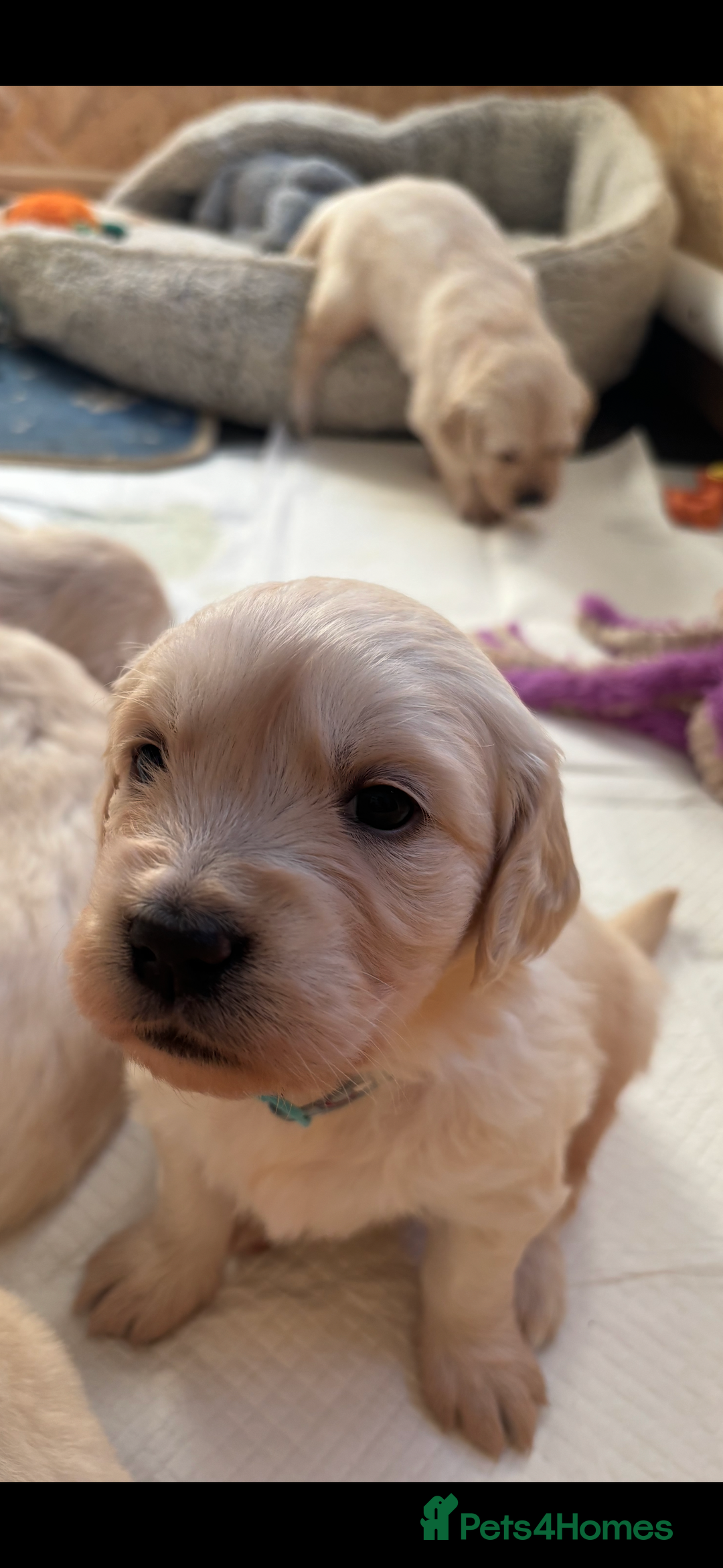 Golden Retriever dogs for sale: Golden retriever puppies  - Image 22