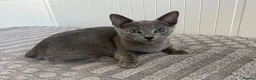 Russian Blue cats for sale: Russian Blue Boy - Advert 9