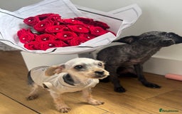 Yorkiepoo dogs for sale: 🐶💙 TINY Teddybear pup for 5 STAR families only  in London - Image 14