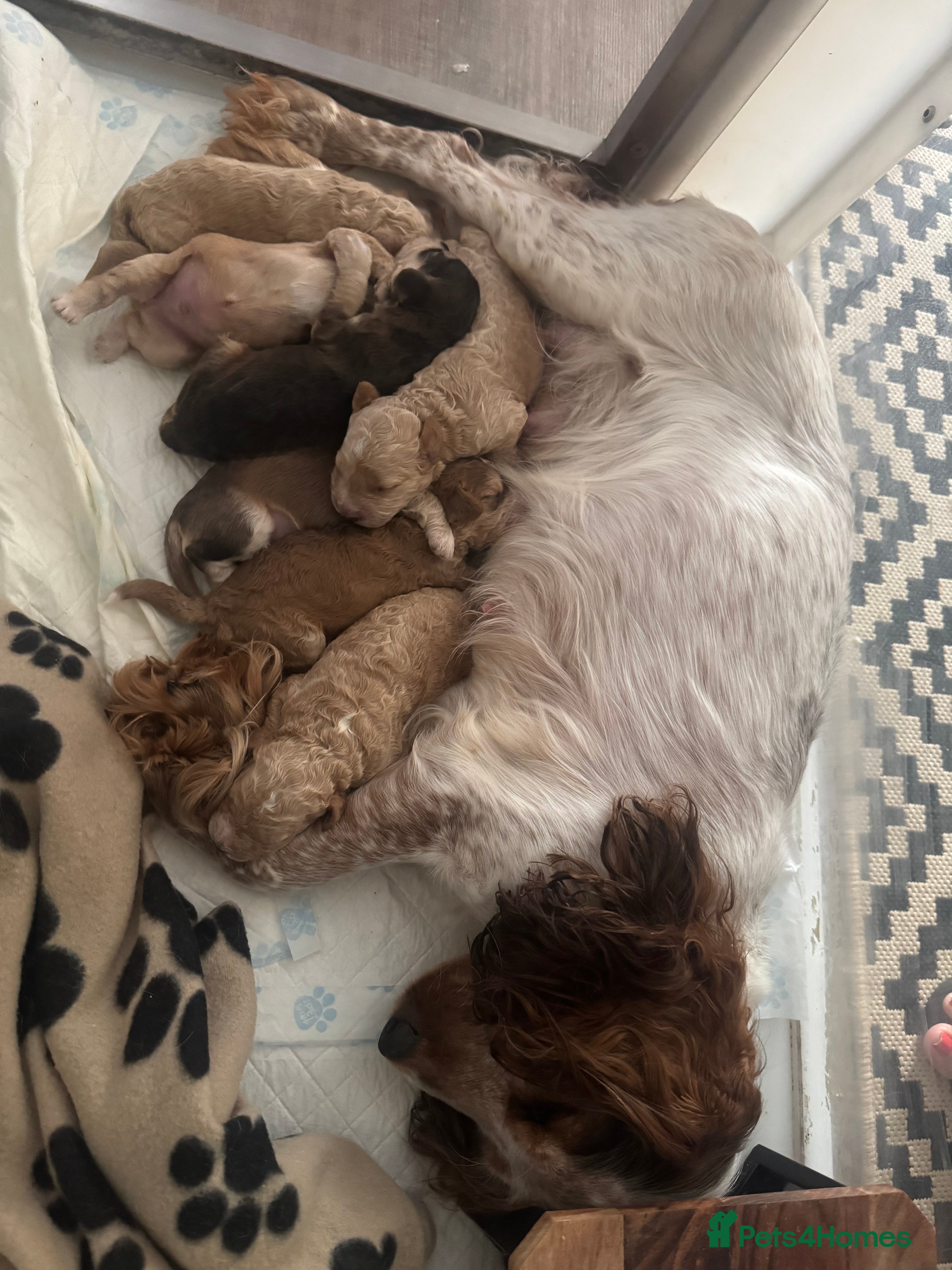 Cockapoo dogs 🌟 OUTSTANDING cockapoo puppies F1B 🌟 - Advert 2