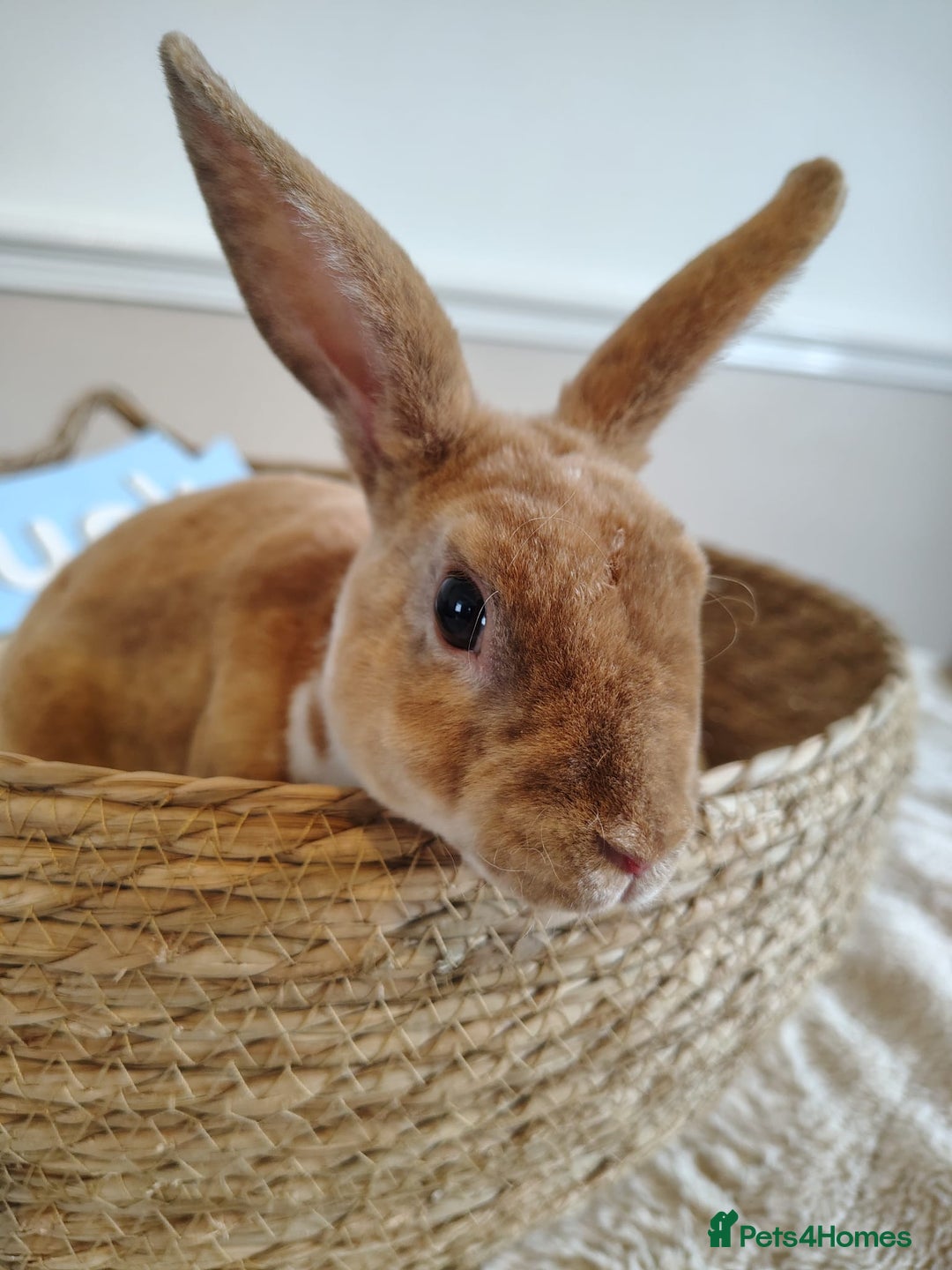 Rex rabbits for sale: Lovely Rex rabbit babies  - Image 18