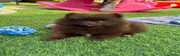 Pomeranian dogs for sale: READY NOW! KC✨DNA 100% POM!🧬HEALTH TESTED!🧬 - Advert 14